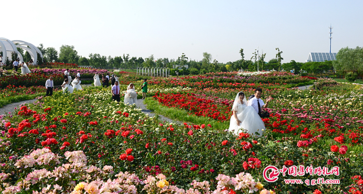 2020年6月20日北京集体婚礼：第33届“高雅浪漫”草坪园林集体婚礼